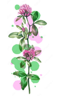 Pink and green watercolor clover tattoo design for sale.